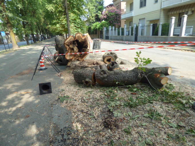 Altri alberi malati abbattuti e potature in Corso Italia