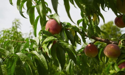 Produzione in crescita per "La Bella di Borgo d'Ale"