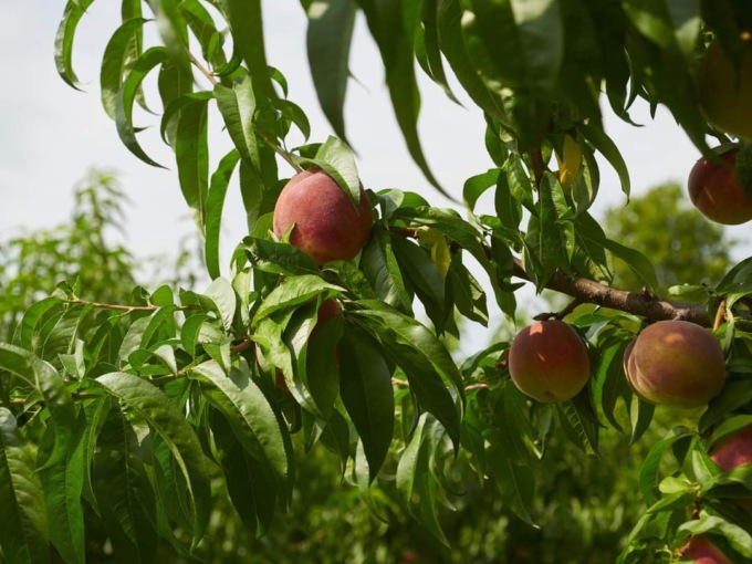Produzione in crescita per “La Bella di Borgo d’Ale”