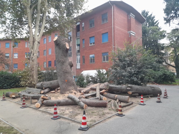 Interrogazione del Pd sul cedro abbattuto al rione Concordia