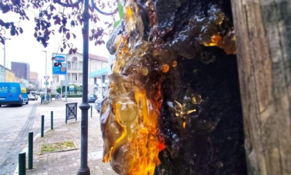 Piante abbattute in piazza Pajetta e in via degli Oldoni