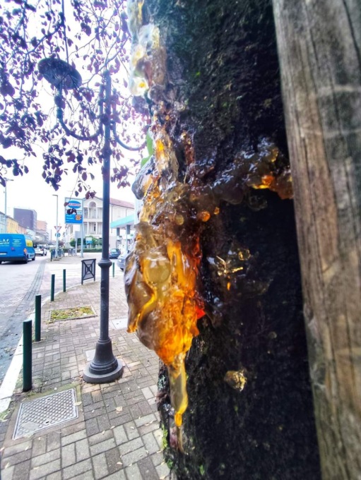 Piante abbattute in piazza Pajetta e in via degli Oldoni