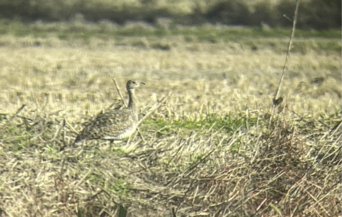 Due galline prataiole nel Vercellese: sono tra gli uccelli più rari d’Italia