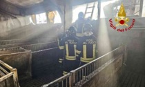 Incendio in una stalla, alcuni maialini morti fra le fiamme