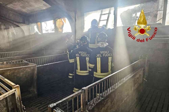 Incendio in una stalla, alcuni maialini morti fra le fiamme