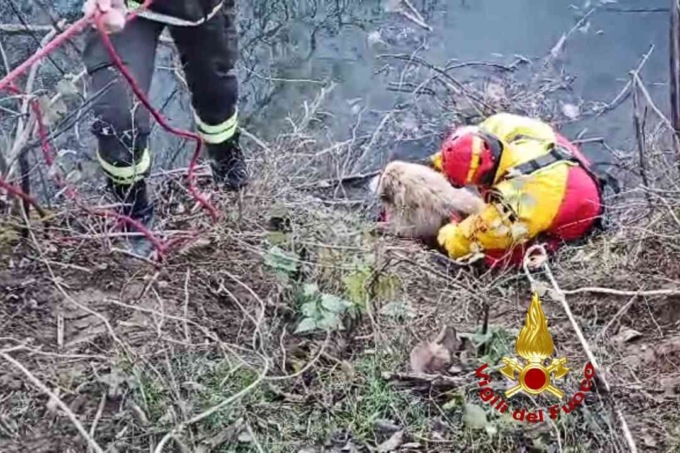 Cane cade nel fiume Sesia: salvato dai vigili del fuoco