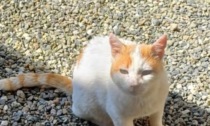 San Germano piomba nella vergogna: qualcuno ha sparato a un gattino indifeso