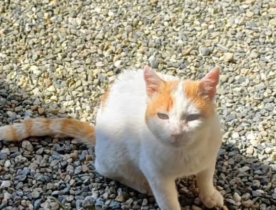 Il gatto ferito a San Germano combatte ma soffre ancora. Continua la raccolta fondi per lui
