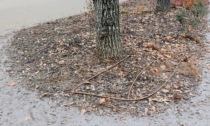 Viale Garibaldi: per ora è una desolazione