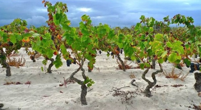 Degustazione di vini del Sulcis venerdì 24 gennaio con Onav Vercelli