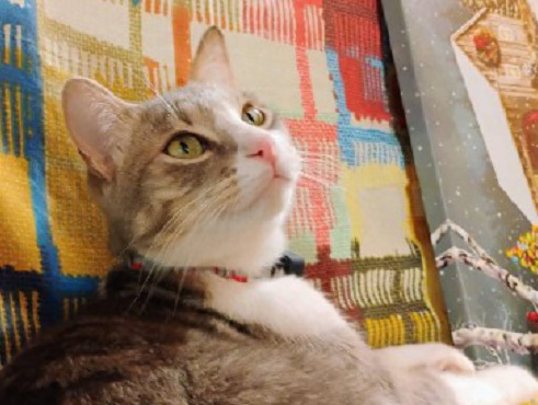 Festeggiate il vostro micio con una foto su Notizia Oggi Vercelli