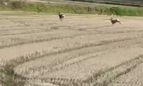 Caprioli fra le risaie: il video di un lettore