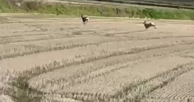 Caprioli fra le risaie: il video di un lettore