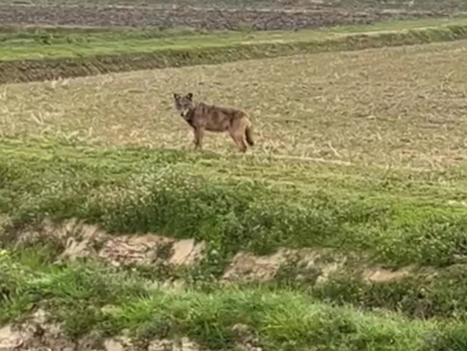 Dai lettori: il video di un lupo nelle campagne di Castell’Apertole