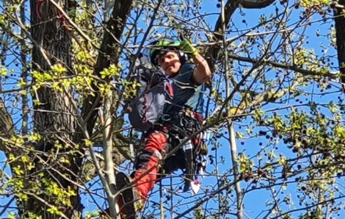 Interventi acrobatici sugli alberi storici e si sistema il verde cittadino