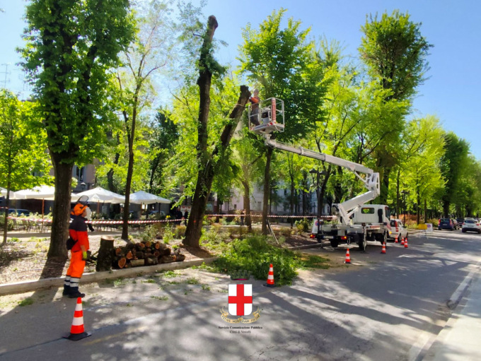 Viale Garibaldi disastrato: addio ad altri sei olmi