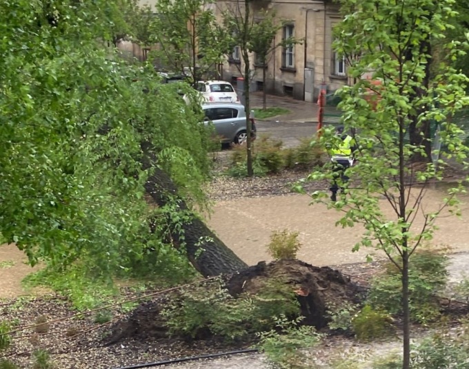 Maltempo: albero crollato in viale Garibaldi