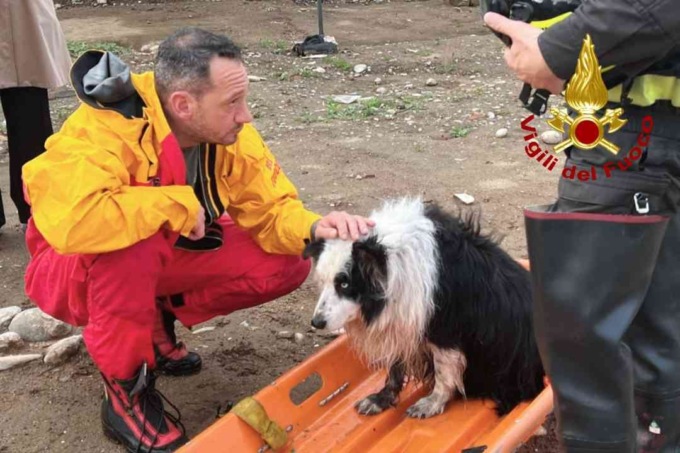 Cagnolino salvato dai Vigili del Fuoco