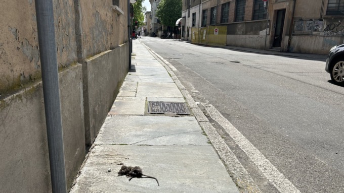 Topo morto sul marciapiede di via Manzoni. I residenti insistono: “Qui è il degrado, quando la disinfestazione?”