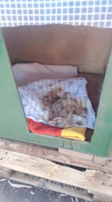 Ancora benzina sulle cucce dei gatti in piazza Medaglie d’Oro