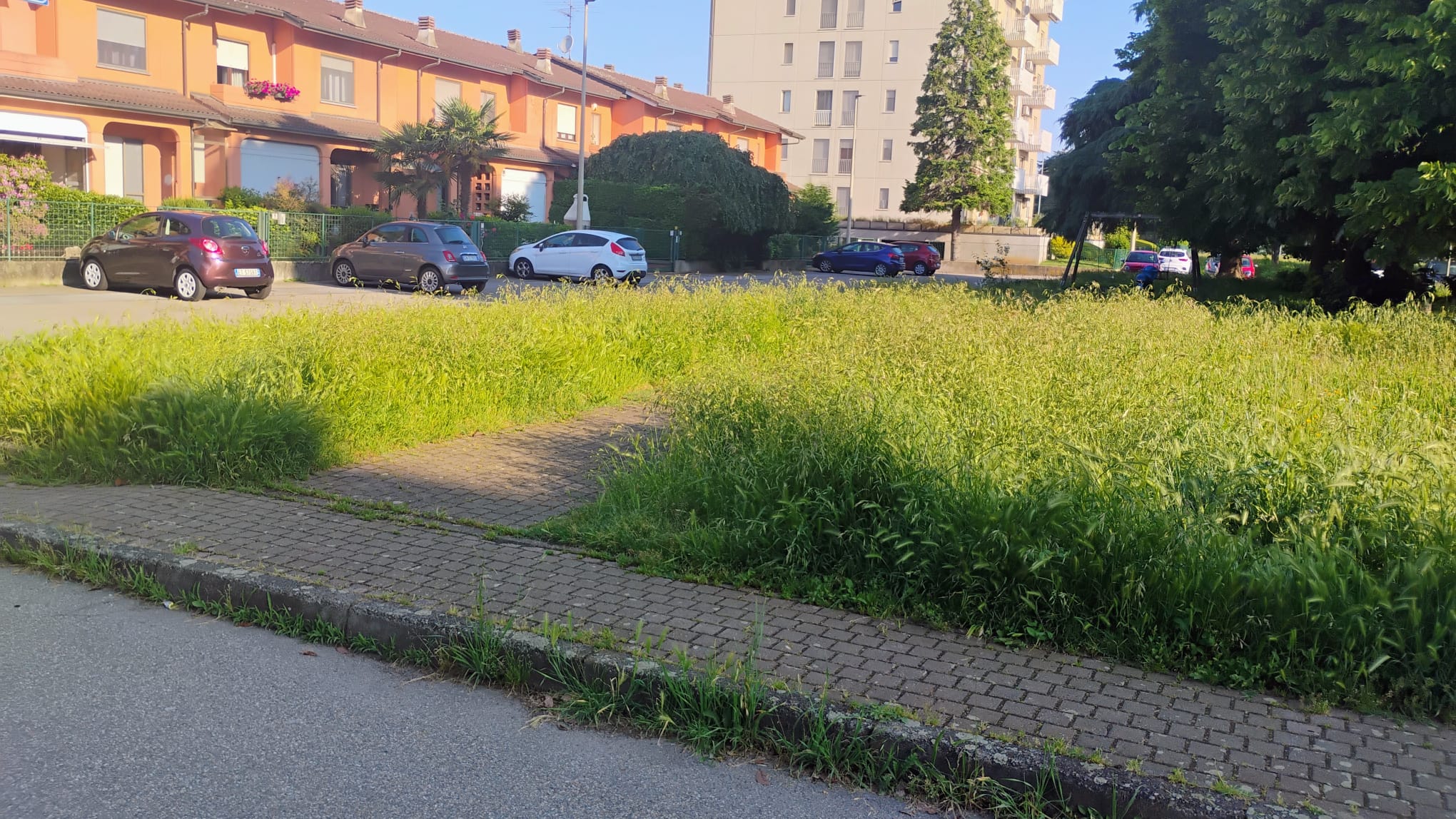 Erbacce via Zamenhof