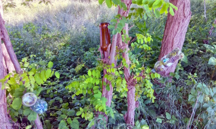 Vercelli insolita: lo strano caso degli alberi imbottigliati
