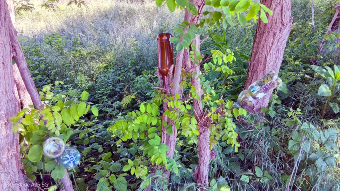 Vercelli insolita: lo strano caso degli alberi imbottigliati