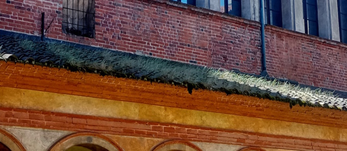 Appunto per Risò: togliere le erbacce dal tetto di S. Andrea…