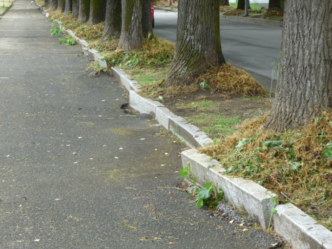 Corso Rigola: le radici spaccano tutto come un terremoto