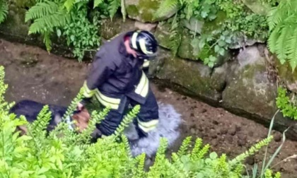 Recupero di un cane dentro un canaletto, l'intervento dei vigili del fuoco