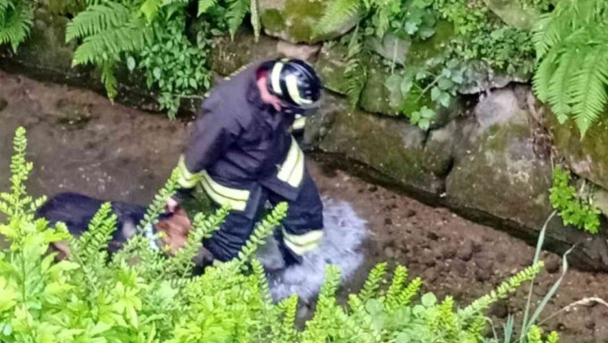 Recupero di un cane dentro un canaletto, l’intervento dei vigili del fuoco