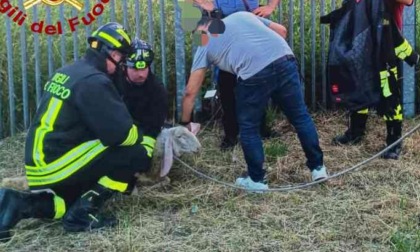 Soccorso animale a Trino, i vigili del fuoco salvano una pecorella