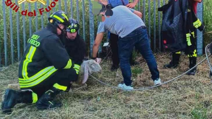 Soccorso animale a Trino, i vigili del fuoco salvano una pecorella
