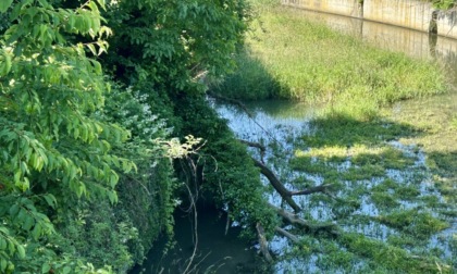 Come nasce l'intasamento dei corsi d'acqua: albero trascurato e "pronto" a precipitare nella Rantiva