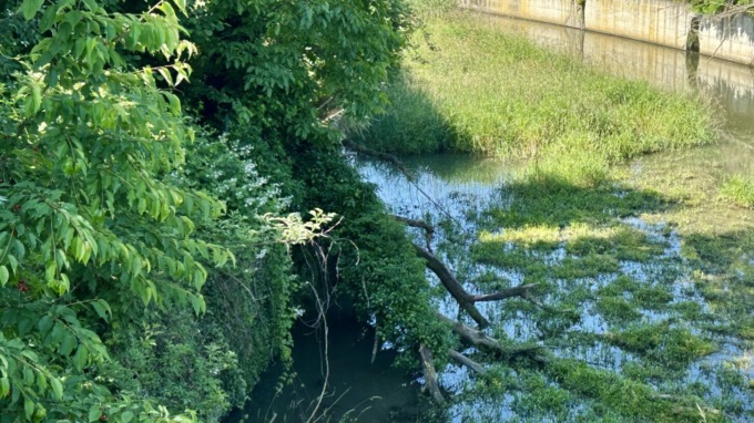 Come nasce l’intasamento dei corsi d’acqua: albero trascurato e “pronto” a precipitare nella Rantiva