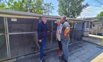 Ottantadue cani in cerca di una famiglia: l'appello dell'assessore Prencipe