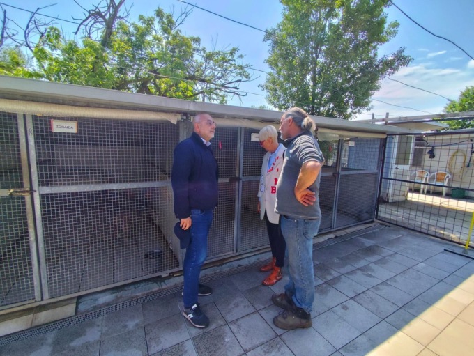 Ottantadue cani in cerca di una famiglia: l’appello dell’assessore Prencipe