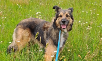 Smarrito cane meticcio nero-marrone a Sizzano. Gli estremi in caso di ritrovamento