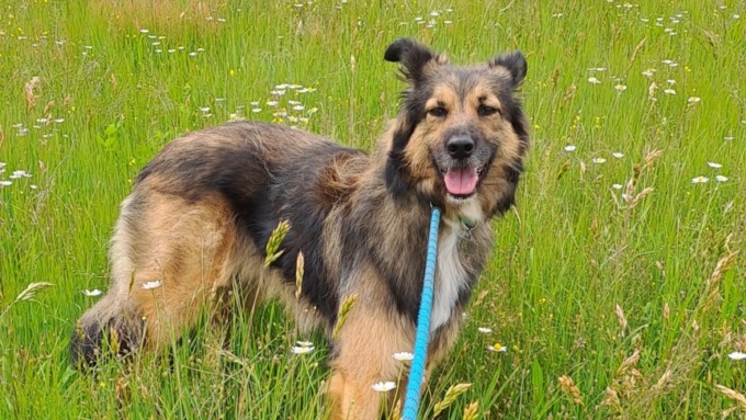 Smarrito cane meticcio nero-marrone a Sizzano. Gli estremi in caso di ritrovamento