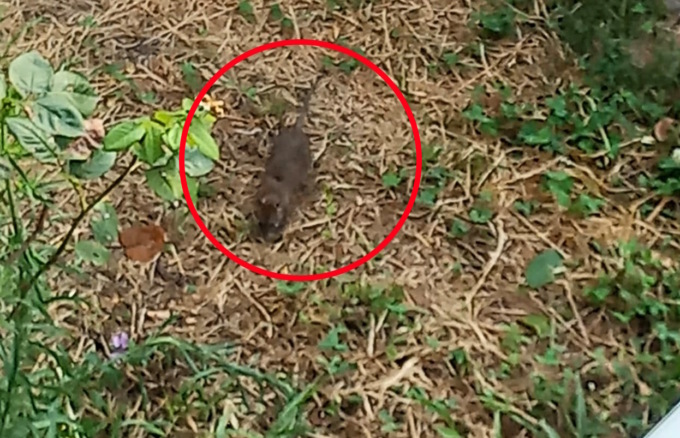 Via Arles 21: i topi scorazzano, inquilini esasperati