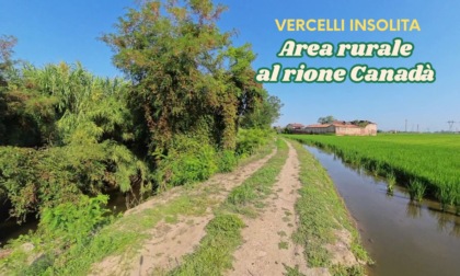 Vercelli insolita: risaie al rione Canadà
