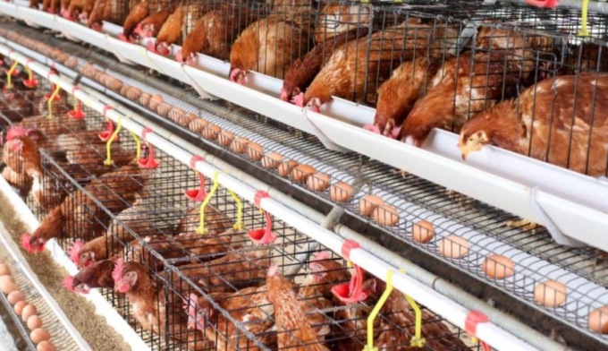 Allevamento intensivo Arborio: esposto in Procura del Comitato RISO