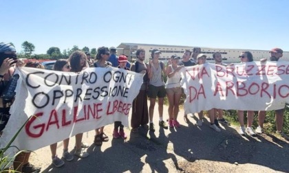 Arborio, le associazioni animaliste diffidano la ditta del maxi allevamento di galline ovaiole