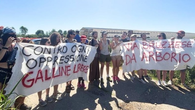 Arborio, le associazioni animaliste diffidano la ditta del maxi allevamento di galline ovaiole