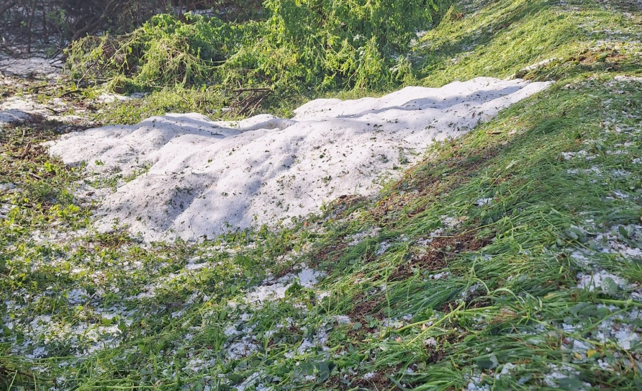 Disastro grandine: raccolto del riso quasi dimezzato nel Vercellese