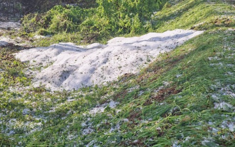 Disastro grandine: raccolto del riso quasi dimezzato nel Vercellese