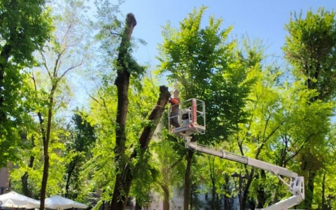 Tutela della sicurezza lungo la nuova pista ciclabile: si abbattono due piante in viale Garibaldi