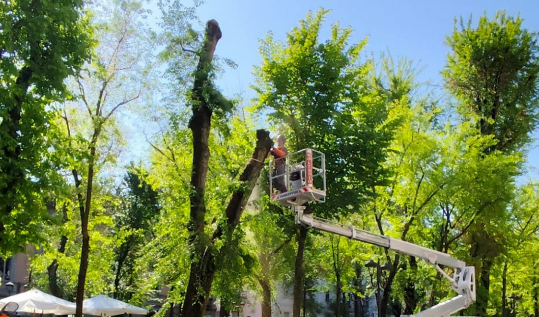 Tutela della sicurezza lungo la nuova pista ciclabile: si abbattono due piante in viale Garibaldi