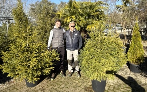 La grande idea di Floricoltura Viaro: alberi di Natale in affitto, poi tornano in natura