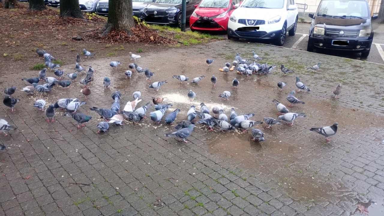 Piaga piccioni in piazza Mazzini: stop agli imbecilli che gli danno da mangiare
